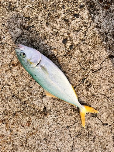 ワカシの釣果