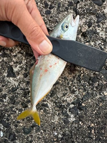ツバスの釣果