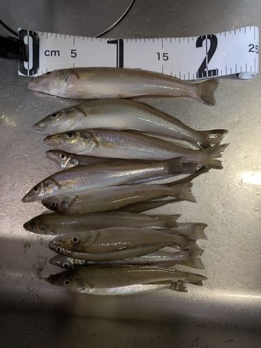 釣果