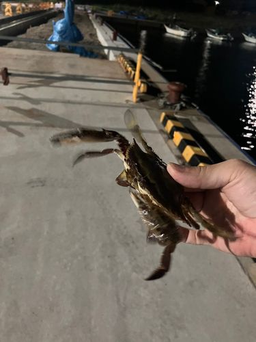 ワタリガニの釣果