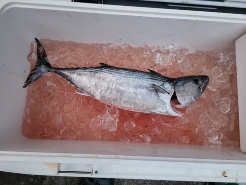 ハガツオの釣果