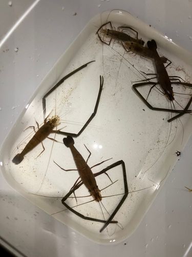 テナガエビの釣果