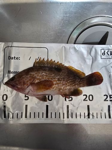 キジハタの釣果