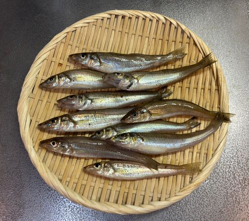 シロギスの釣果