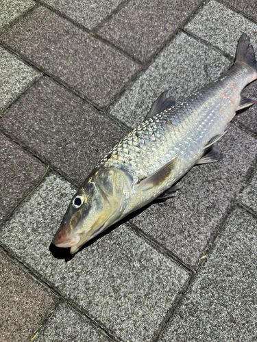 ニゴイの釣果