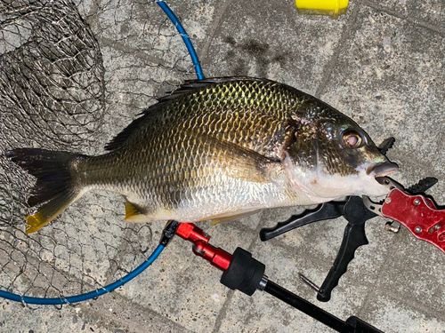 キビレの釣果