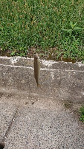 ウグイの釣果