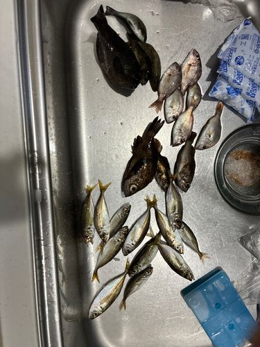 アジの釣果
