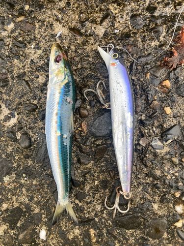 マイワシの釣果