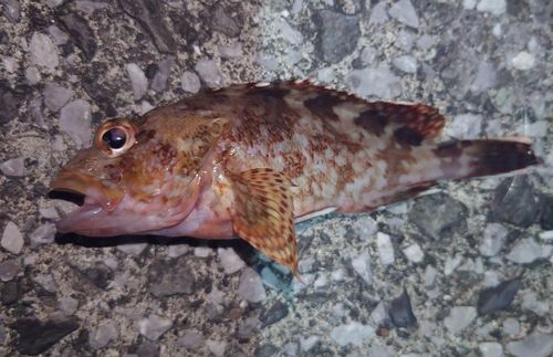 カサゴの釣果