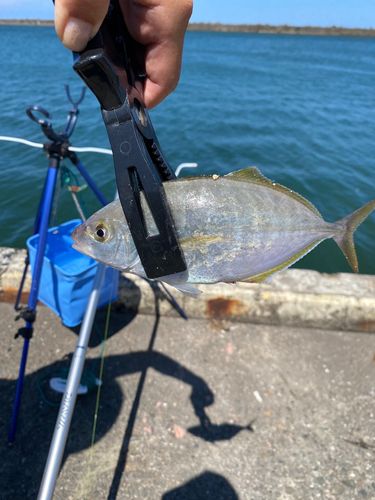 シマアジの釣果