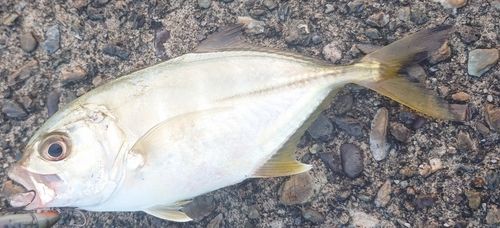 メッキの釣果