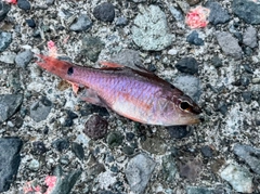 ネンブツダイの釣果