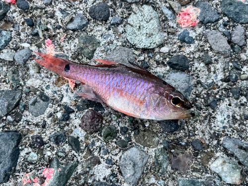 ネンブツダイの釣果