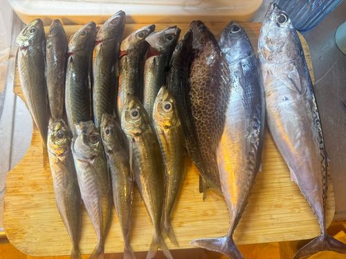 オオモンハタの釣果