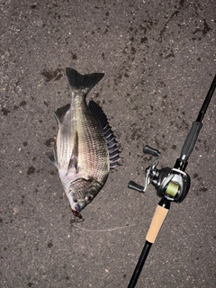 チヌの釣果