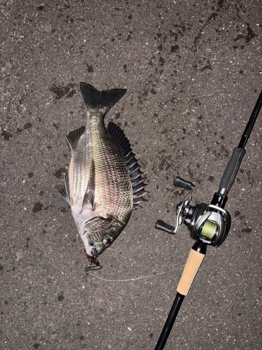 チヌの釣果