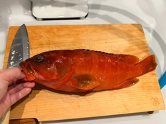 アカハタの釣果
