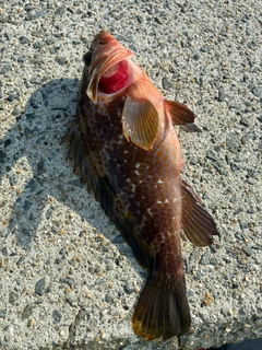 アコウの釣果