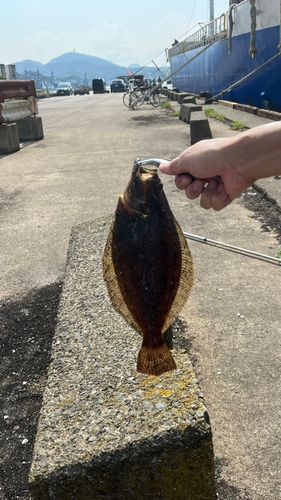 ヒラメの釣果