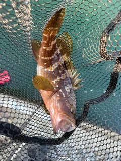 アコウの釣果