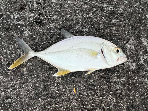 オニヒラアジの釣果