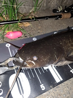 ナマズの釣果