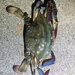 ワタリガニ
