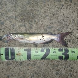 アメリカナマズ