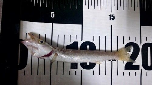 カマスの釣果