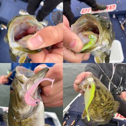 スモールマウスバス