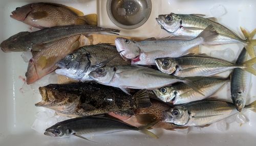 イシモチの釣果