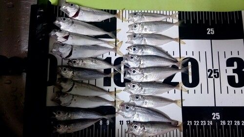 アジの釣果