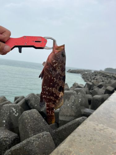キジハタの釣果