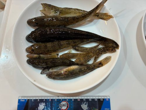 ハゼの釣果