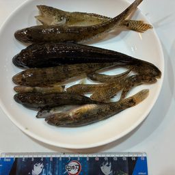 ハゼ