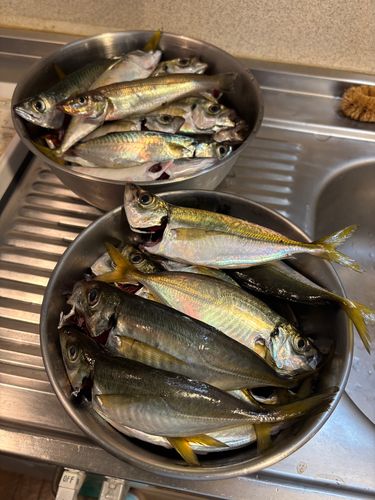 アジの釣果
