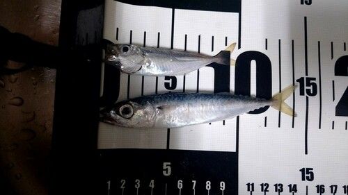 サバの釣果