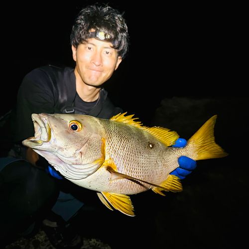 フエダイの釣果
