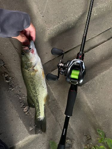ブラックバスの釣果