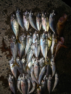 アジの釣果
