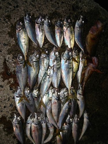 アジの釣果