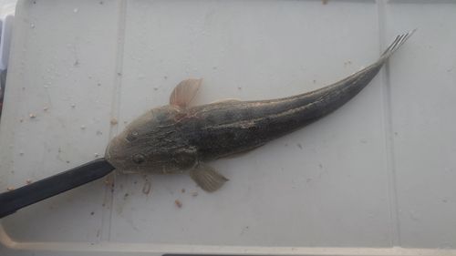 マゴチの釣果