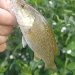 スモールマウスバス