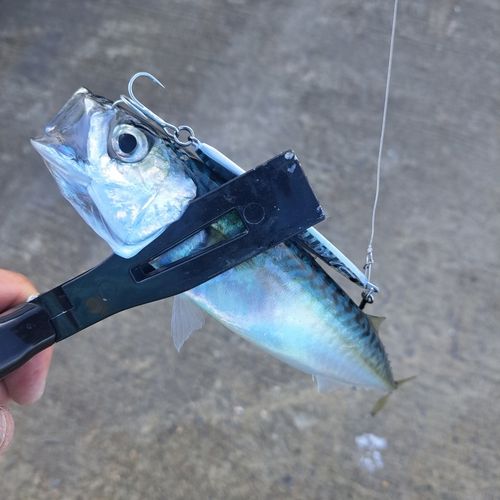 釣果