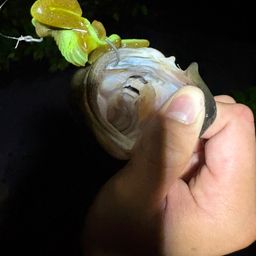 ラージマウスバス