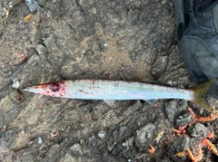 カマスの釣果