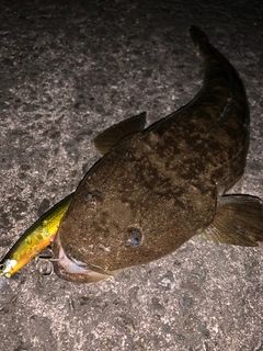 マゴチの釣果