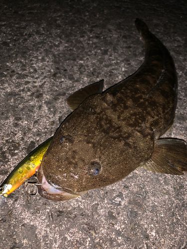 マゴチの釣果