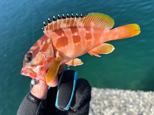アカハタの釣果